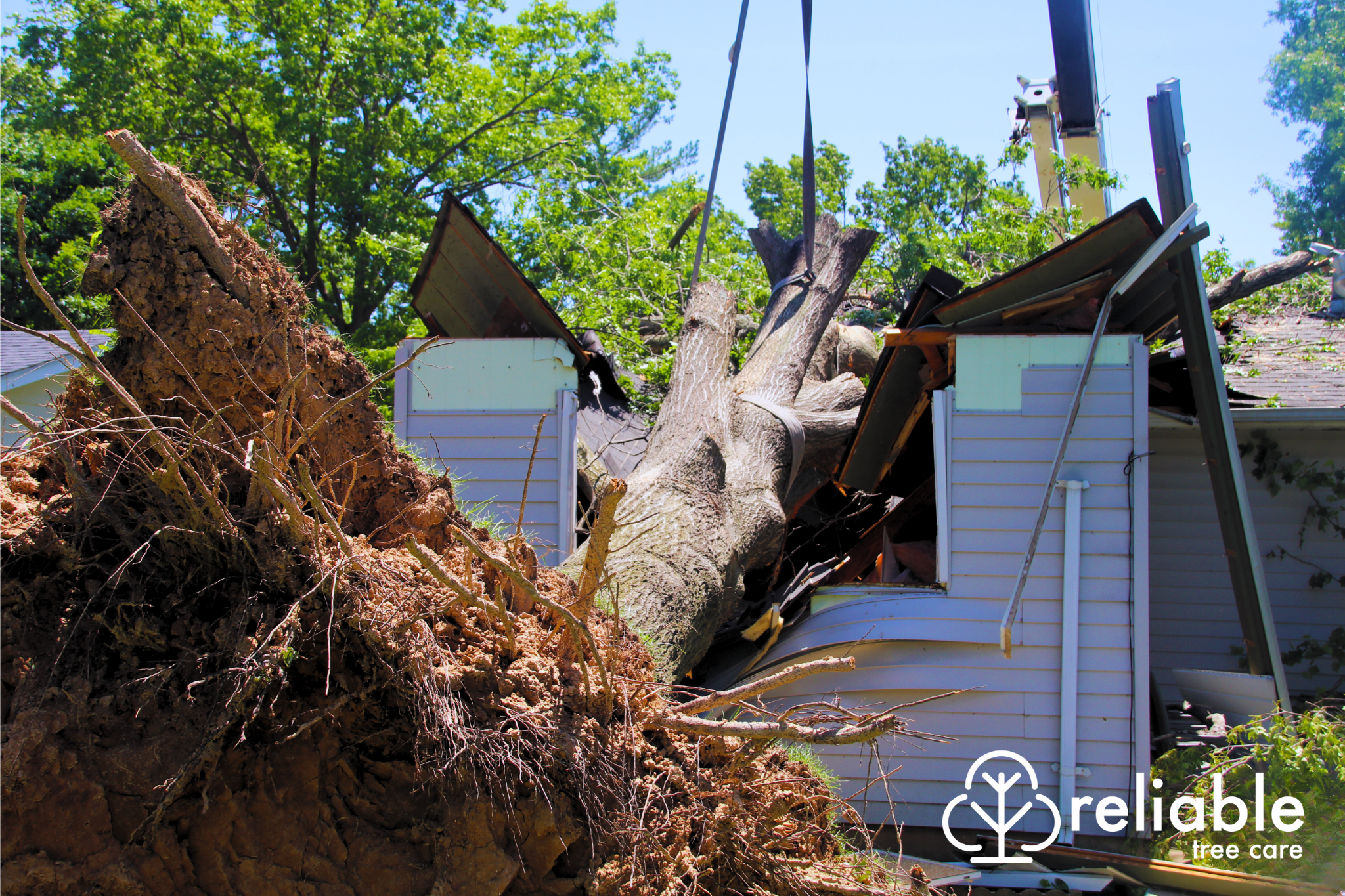 Large tree uprooted fallen onto house and crushed it.